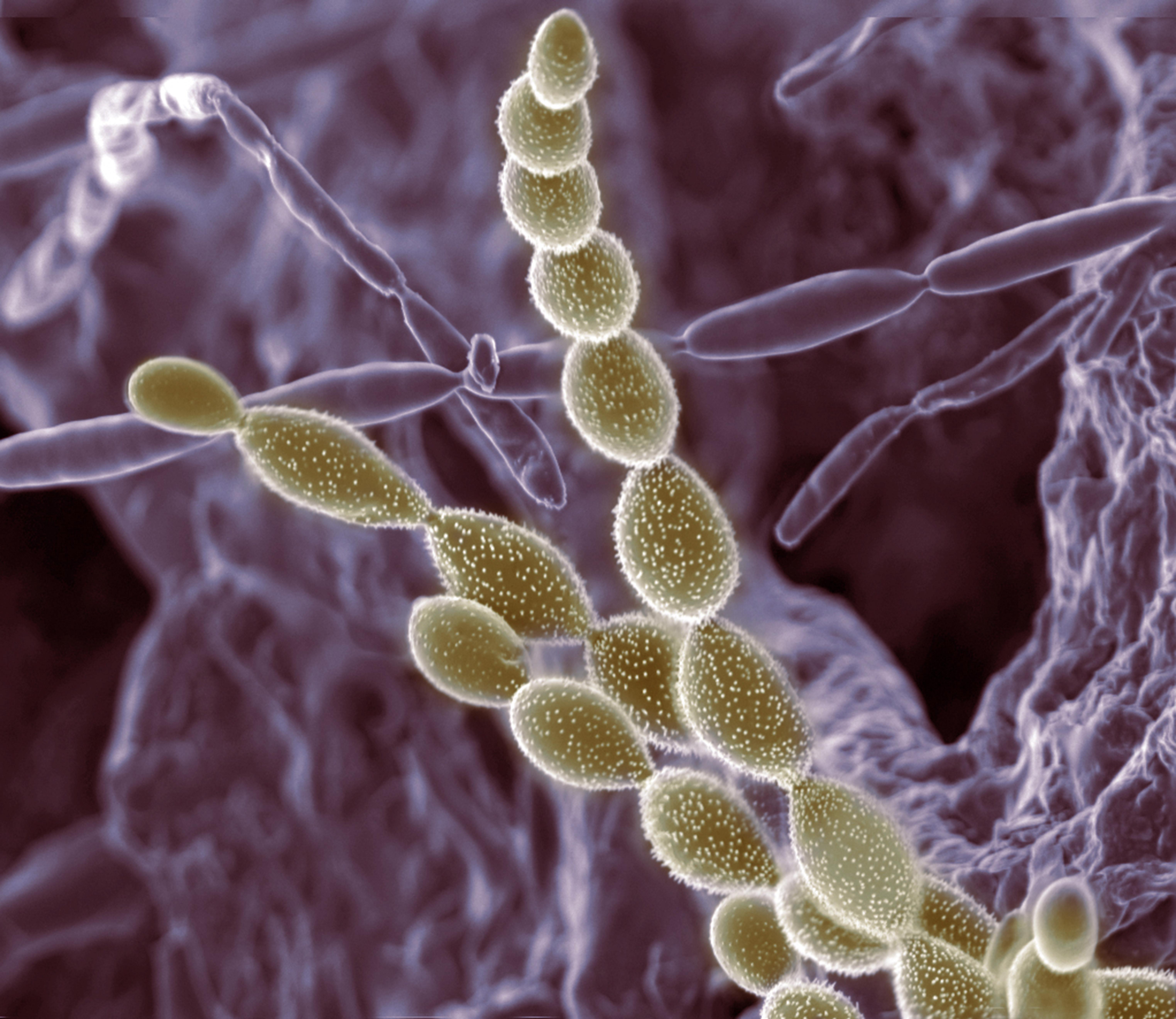 Understanding the Role of Soil Microorganisms in Plant Ecology