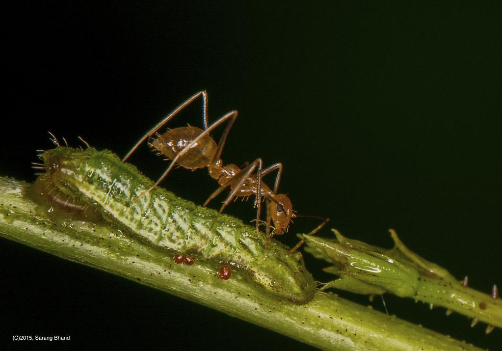 Exploring Mutualistic Relationships in Plant Communities