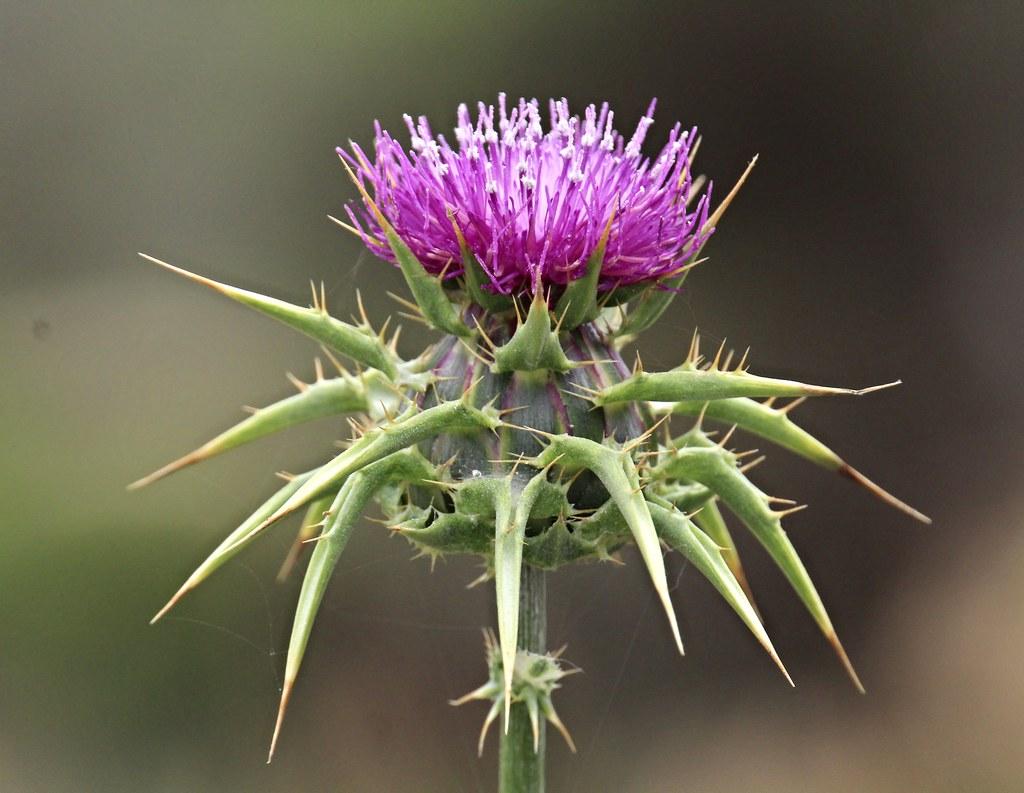 Maximizing the Benefits of Gaia Milk Thistle in Your Daily Routine