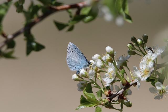 Exploring the Delicate Balance of Biodiversity and Climate