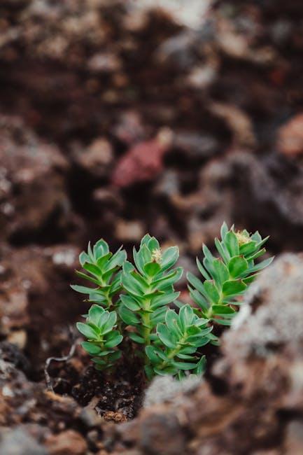 Incorporating Gaia ​Rhodiola Into Your Daily Routine