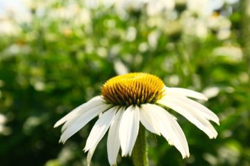 gaia echinacea goldenseal