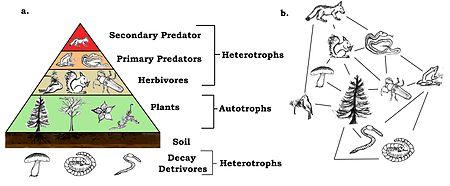 Understanding ‍the Ecological Foundations ‍of Planetary Boundaries