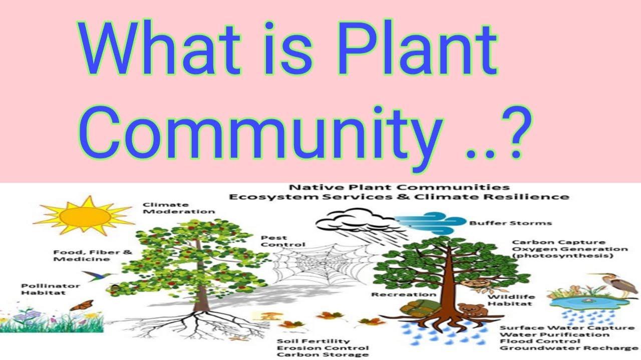 Exploring the Intricate Balance of Plant Communities