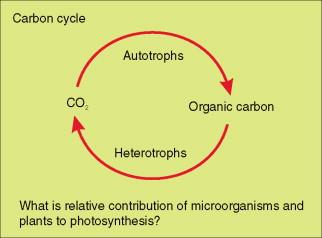 Unveiling the Intriguing Concepts Behind the Gaia Hypothesis