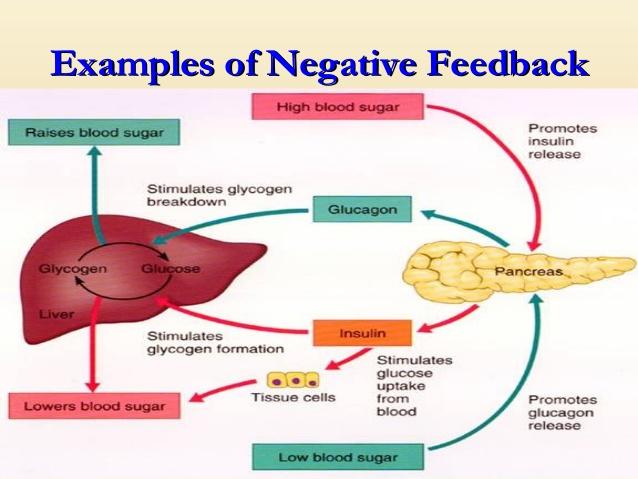 The Role of Negative Feedback in Gaia Hypothesis: A Natural Harmony Perspective