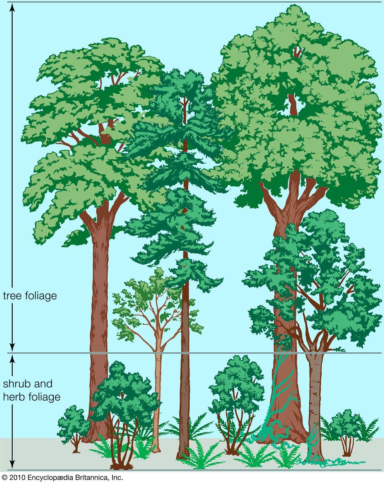 Practical Tips for ​Observing Plant Ecology in​ Your Local Environment