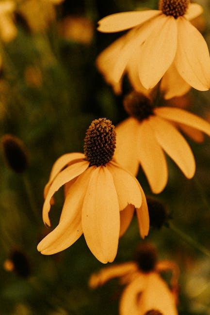 - Unveiling the Benefits of Gaia Echinacea Supreme: A Comprehensive Overview