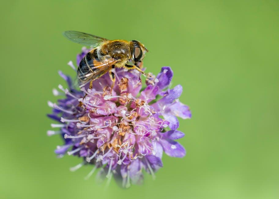 Adaptations ‌of Plants in Extreme Environments