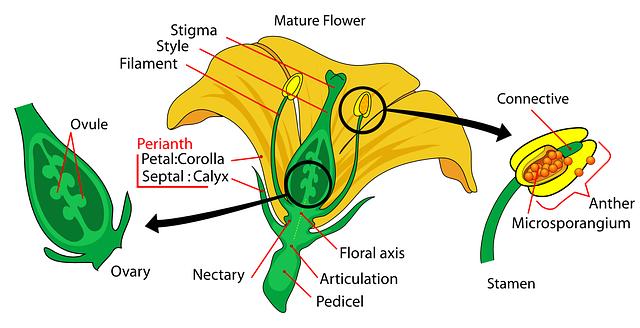 The Role of Diagrams in Visualizing Gaia Theory