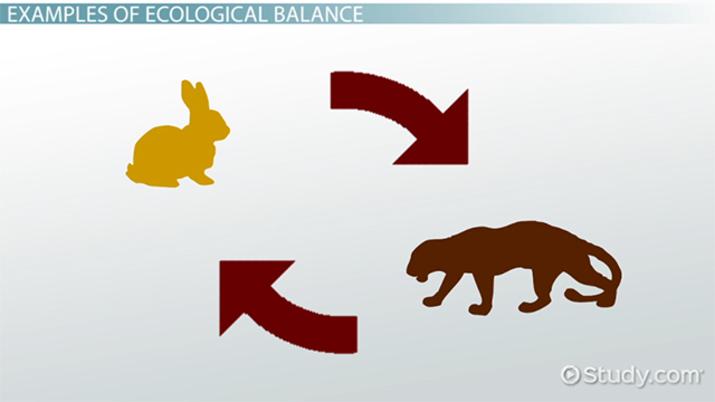 Understanding Ecosystem Balance Through the Lenses of Gaia Theory