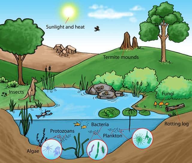 Exploring the Interconnection Between​ Ecosystems and Human Well-Being