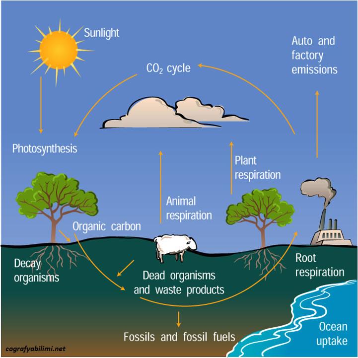 Exploring the Key Components of the Gaia Hypothesis Diagram