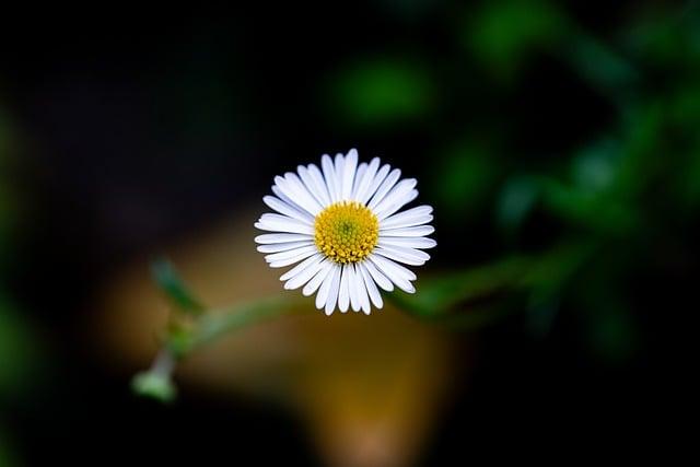 Exploring the Daisy World Model and Its Significance in Climate Science