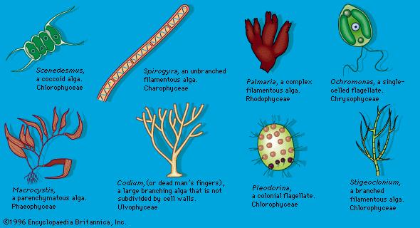 The Role of Microorganisms in ‍Earths Self-Regulating Mechanism