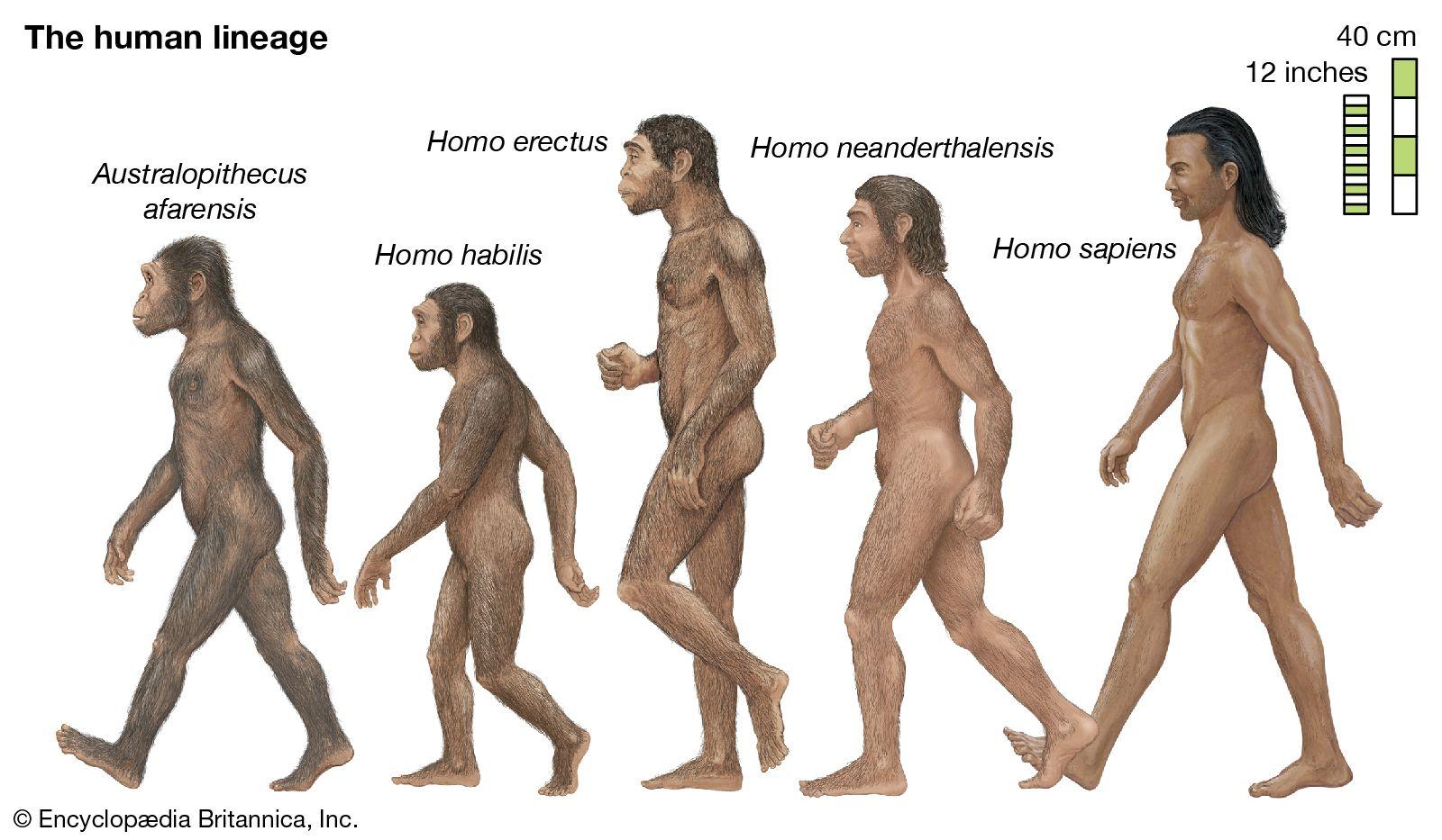 Understanding the Role of Humans‍ in a Healthy Ecosystem