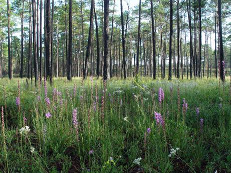 Exploring​ the Rich Diversity of Plant Communities in Ecosystems