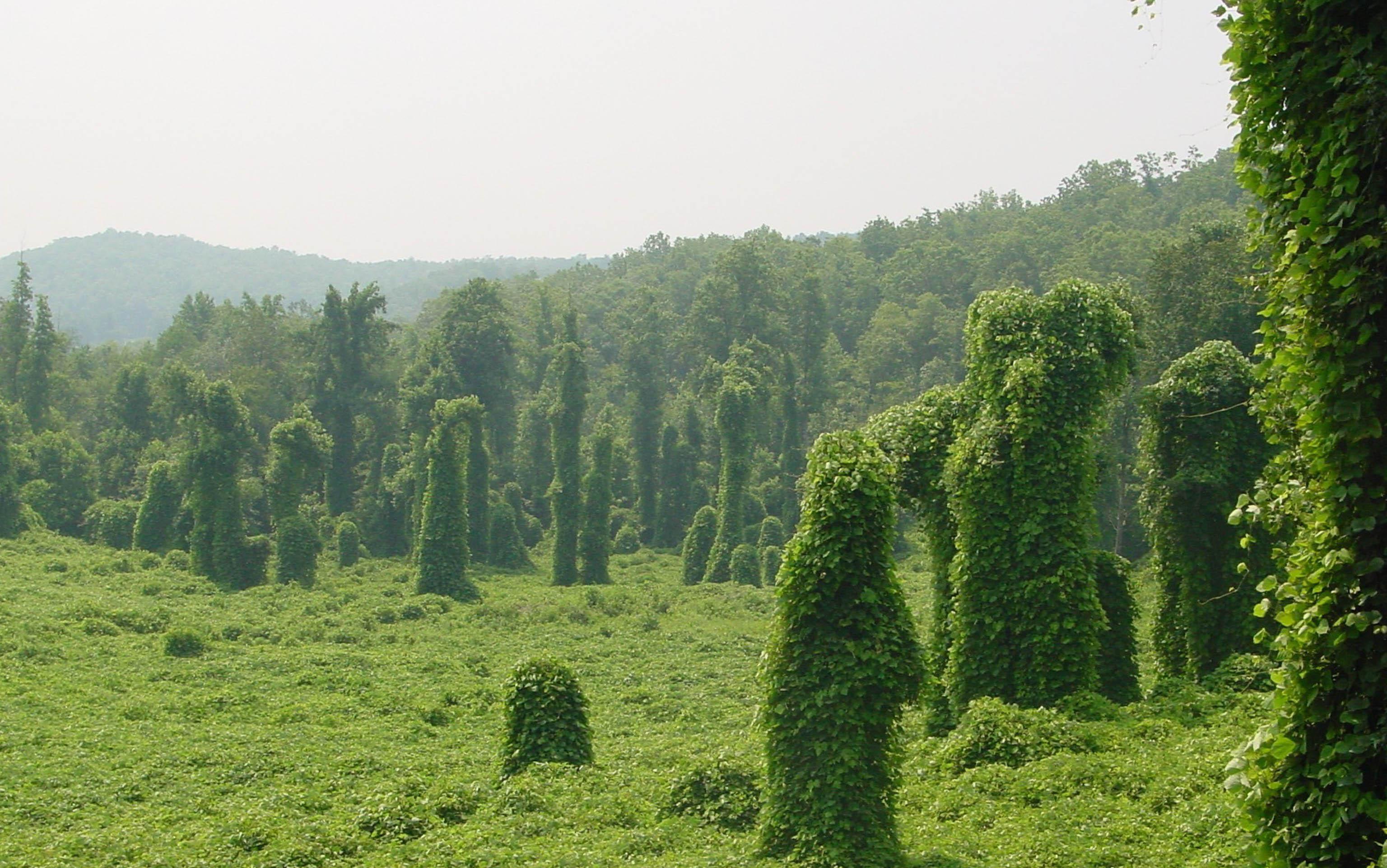 The Impact of Invasive Plant Species on Native ​Flora