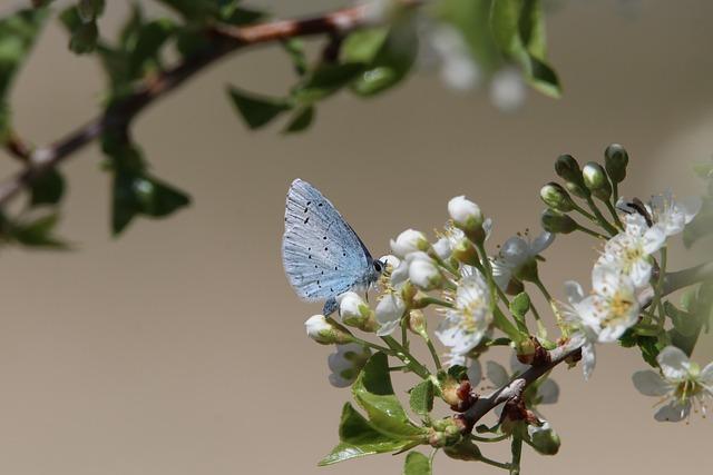 The Role ⁢of Biodiversity⁣ in Maintaining Ecological ‌Balance