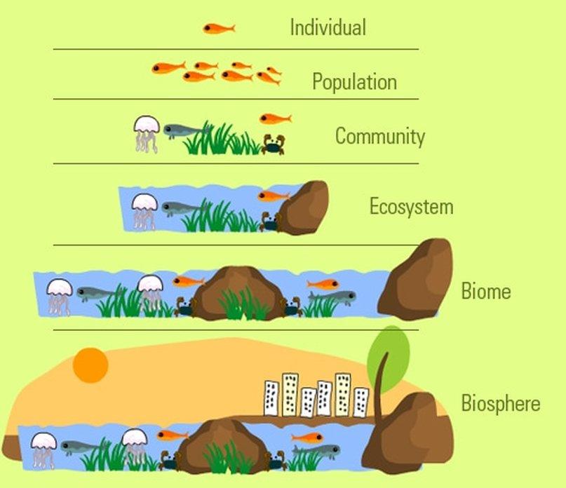 Interconnected Ecosystems: How Gaia Theory Sheds Light on Global Warming